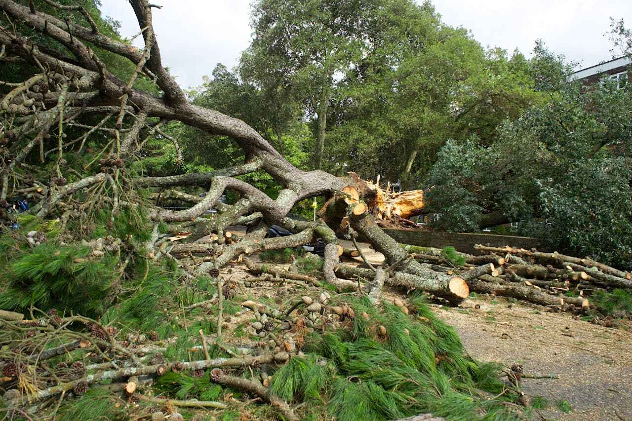 The Steps Involved in Our Tree Care Process in Mount Vernon, TX